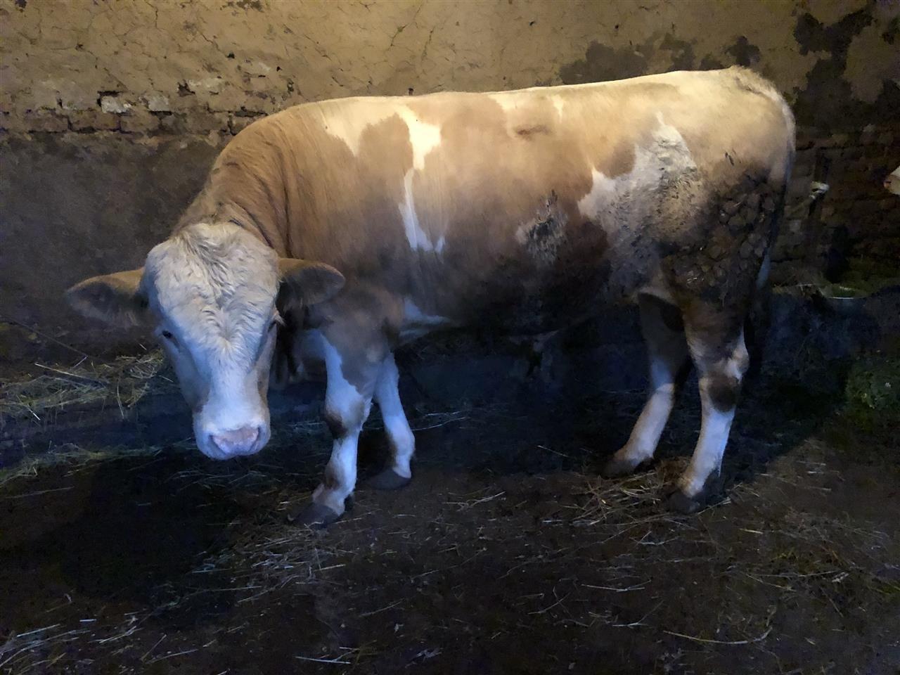 Mzat-650-KG-