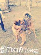 Qen