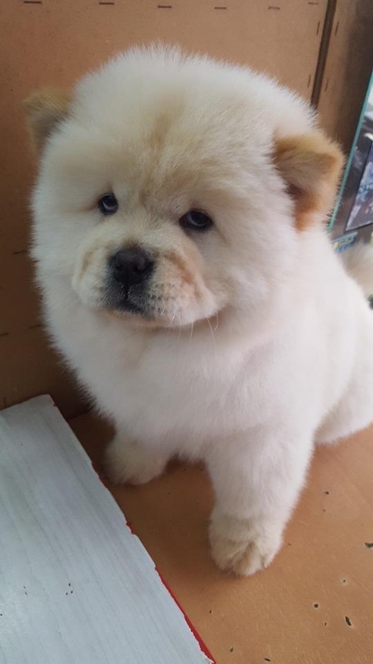 Chow-Chow