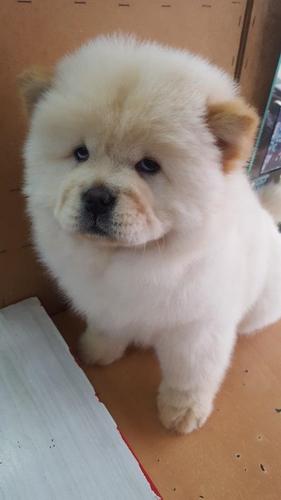 Chow Chow