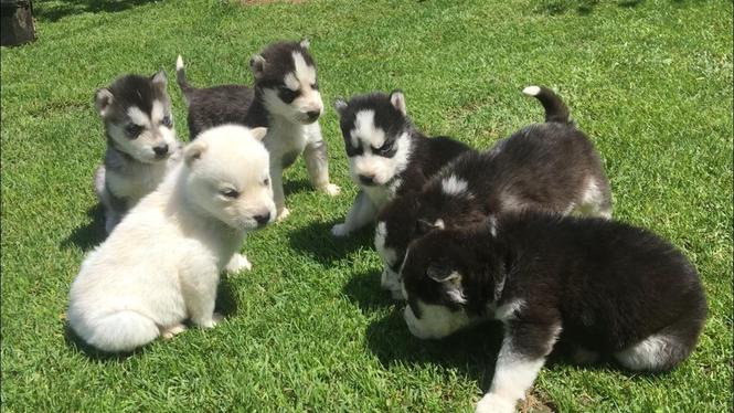Husky