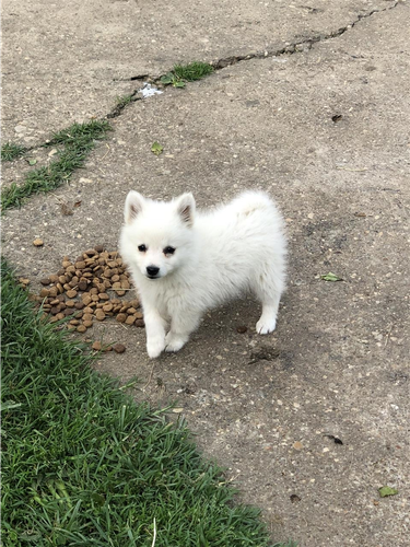 Mini spic