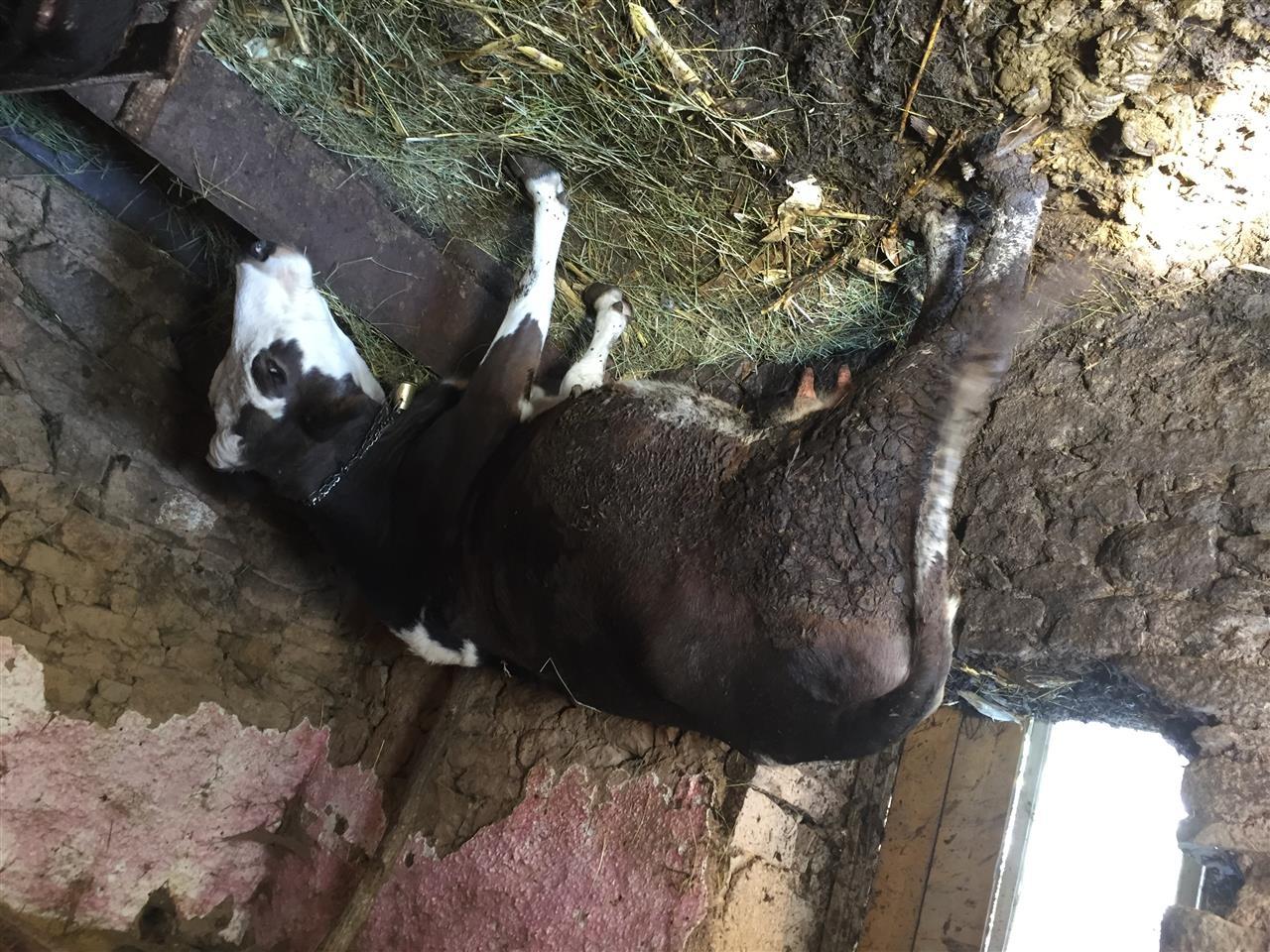 Lop