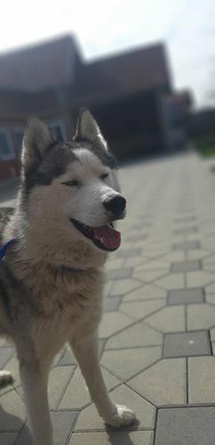 Husky
