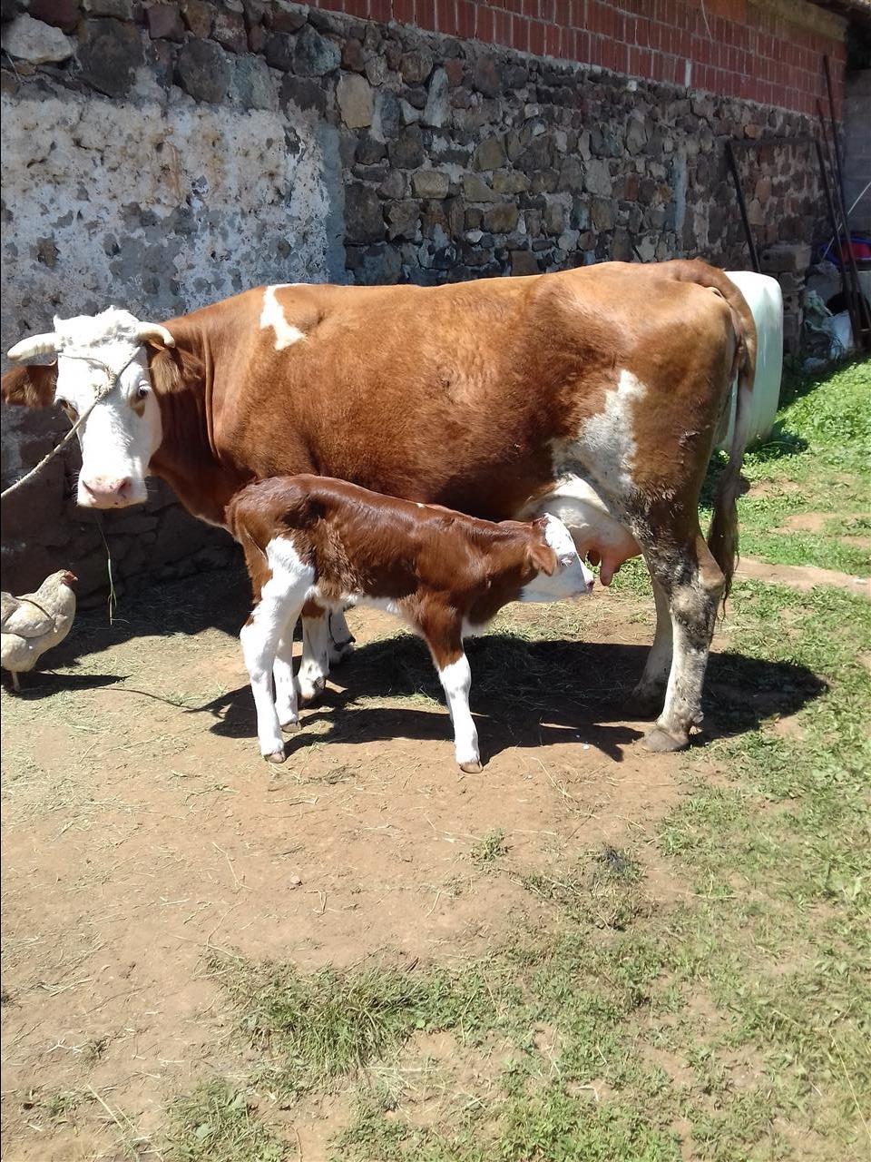 Ferma