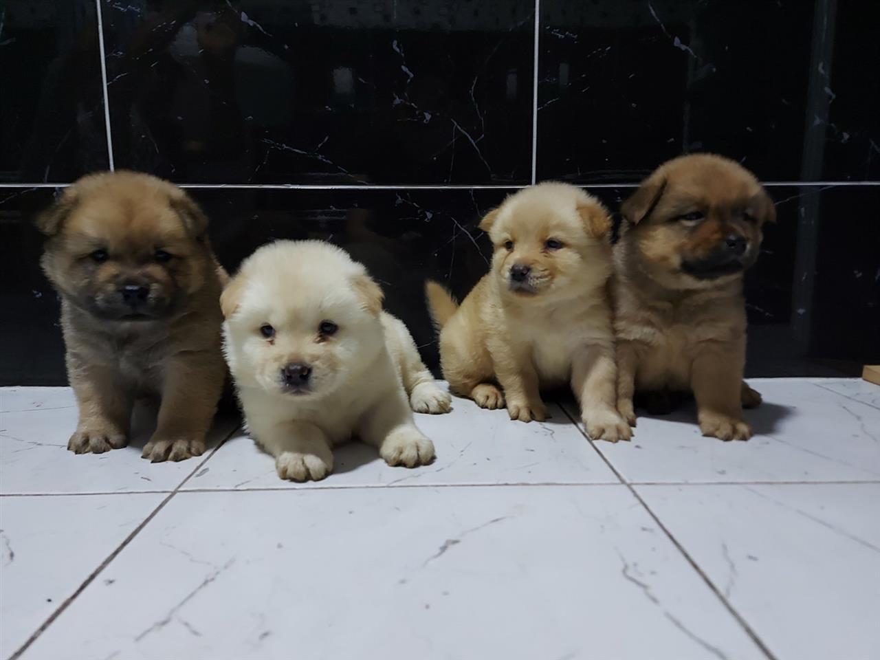 Chow-chow