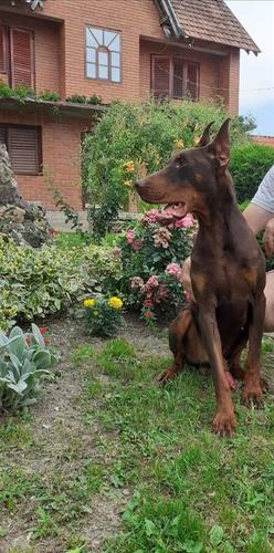 Doberman 