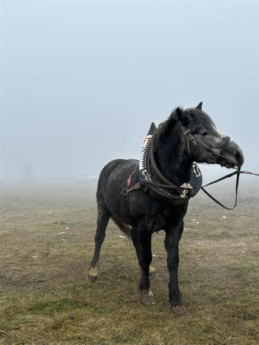 Kali