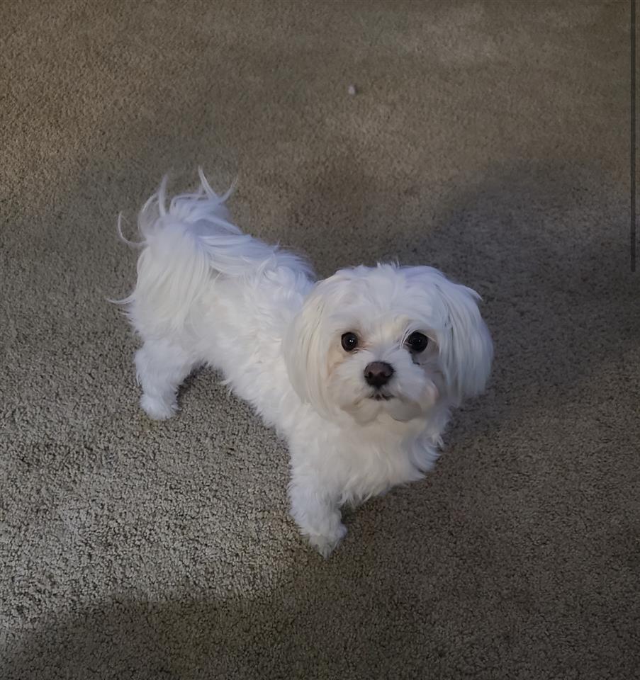 Mini-Maltezer
