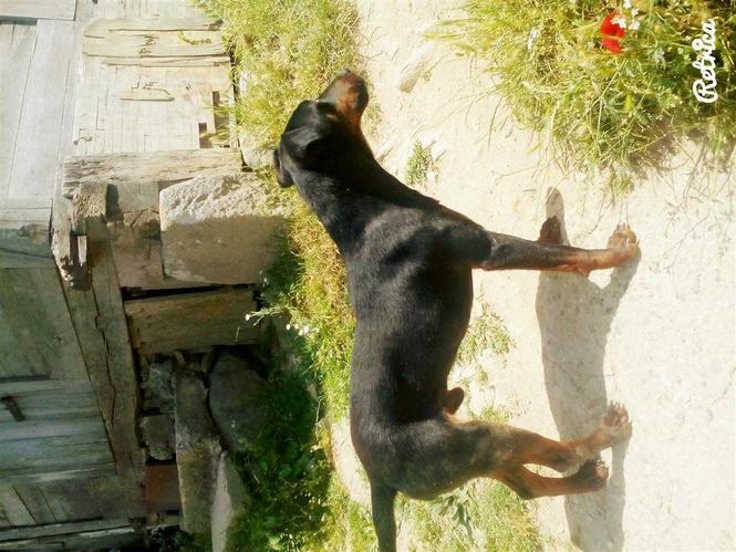 Terrier 