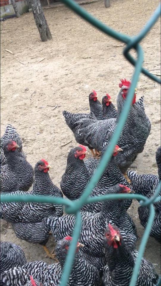 vezë-