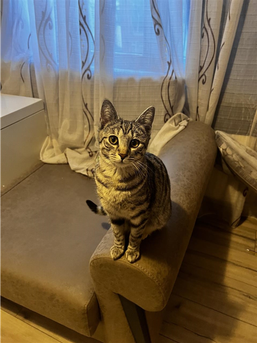 Shes macen e llojit tabby