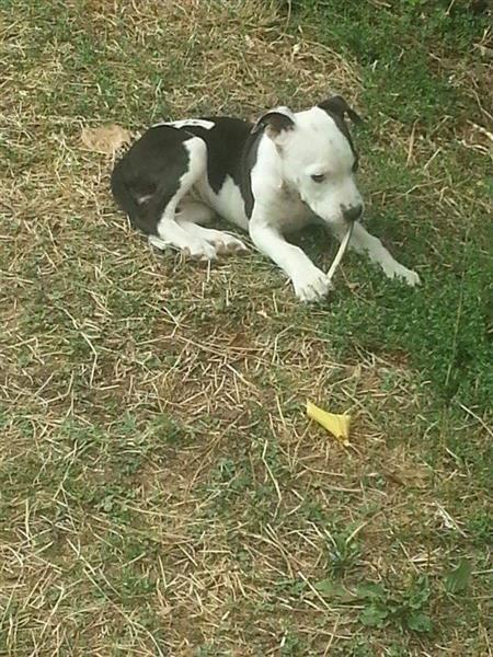 Pitbulla-klysh