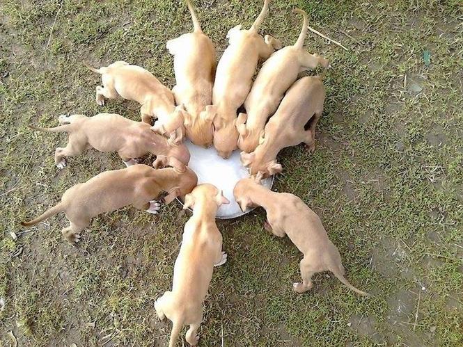 Pitbull 