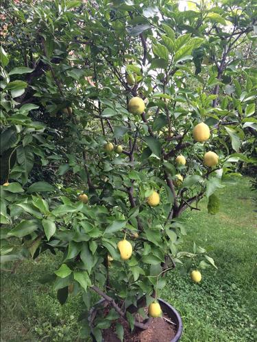 Limon