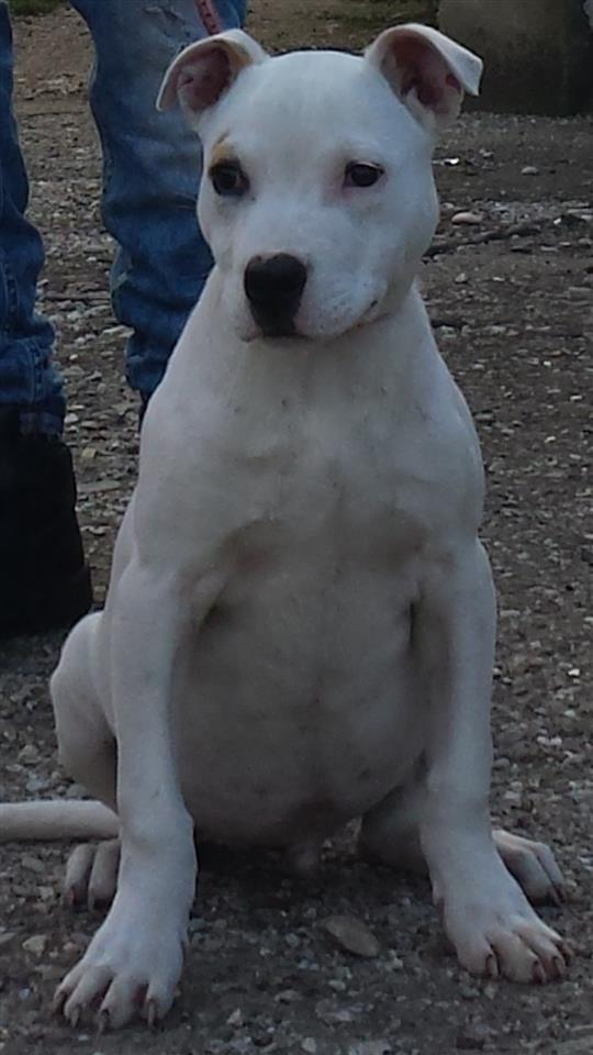 pitbull-
