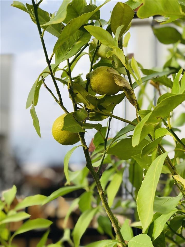 Peme-E-Limonit