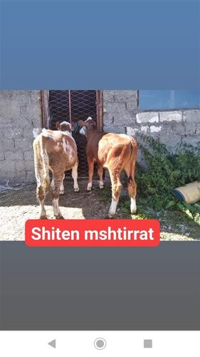 Mshtirra