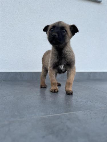 Belg Malinois