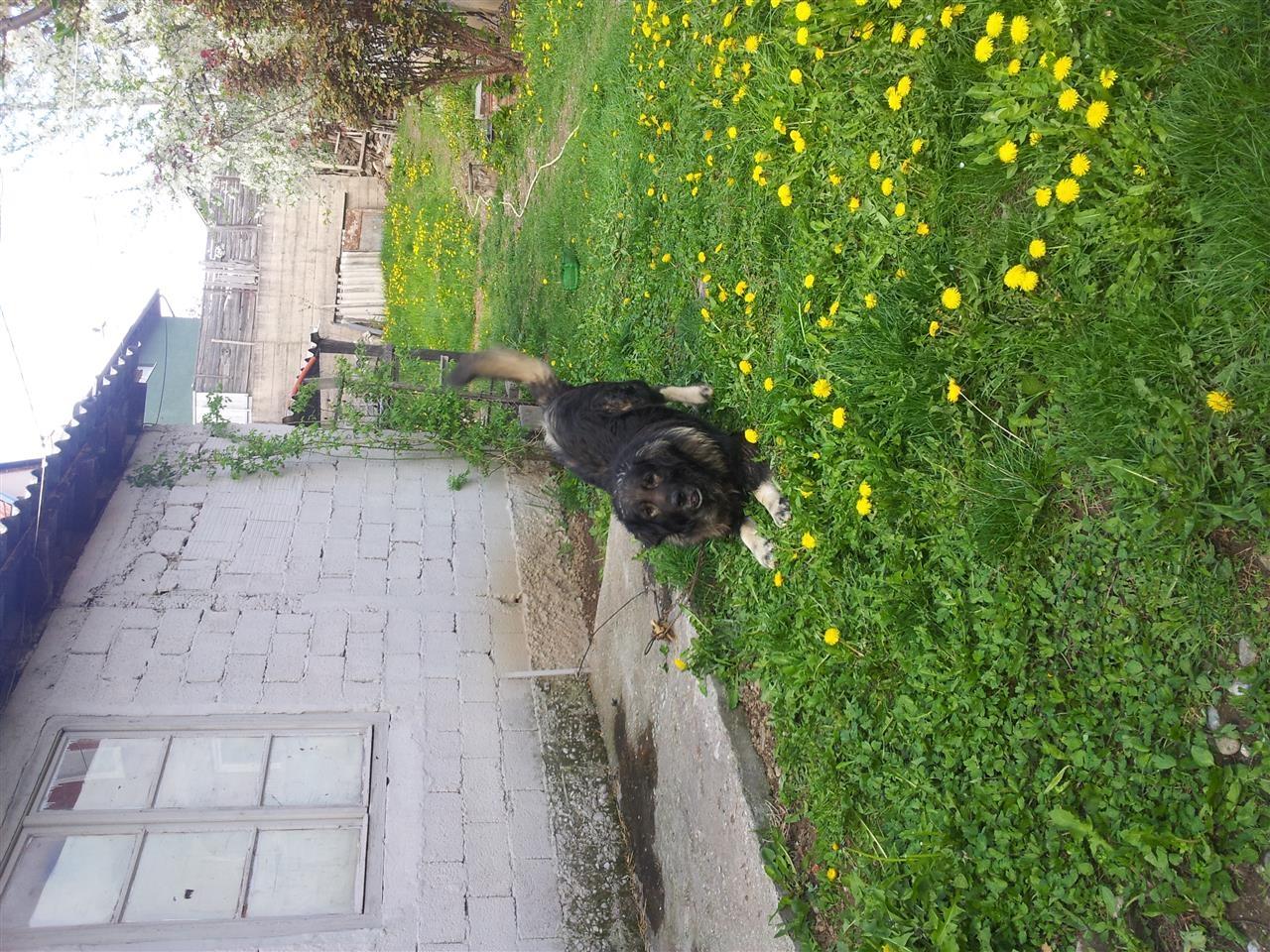 shapi