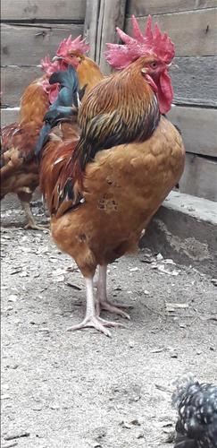 kendujsi