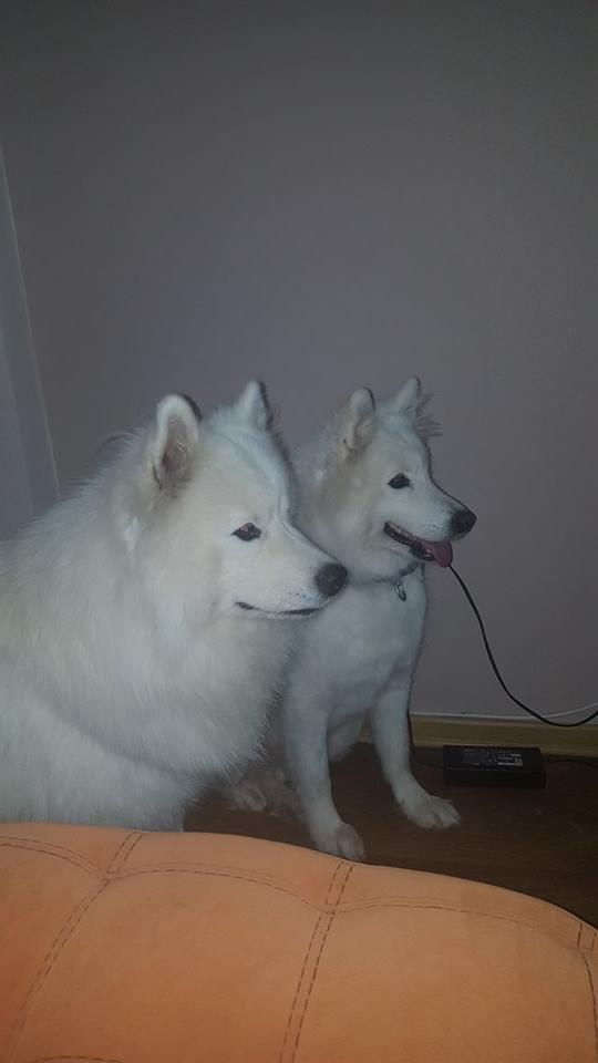 SAMOYED