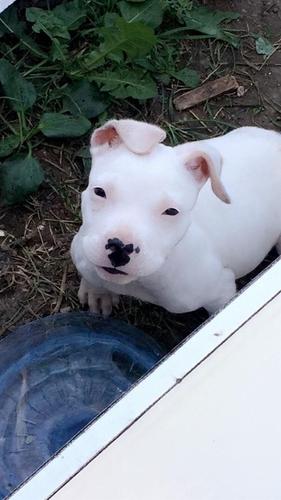 pitbull