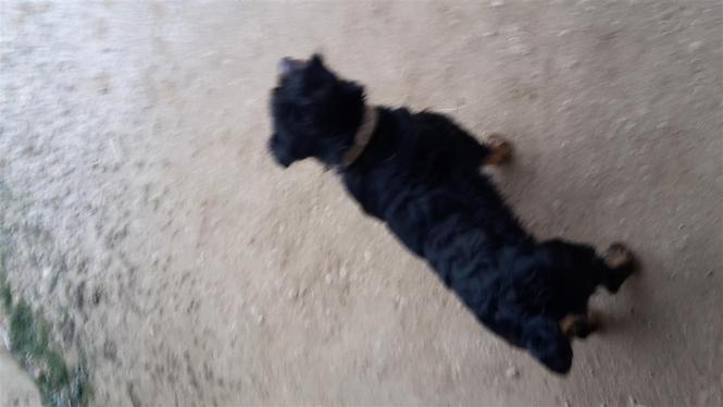 terrier