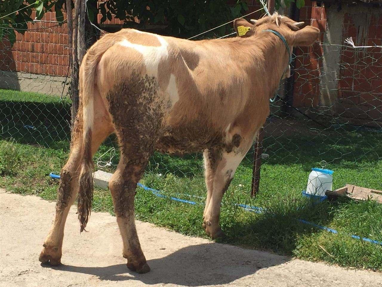 mushtjerr