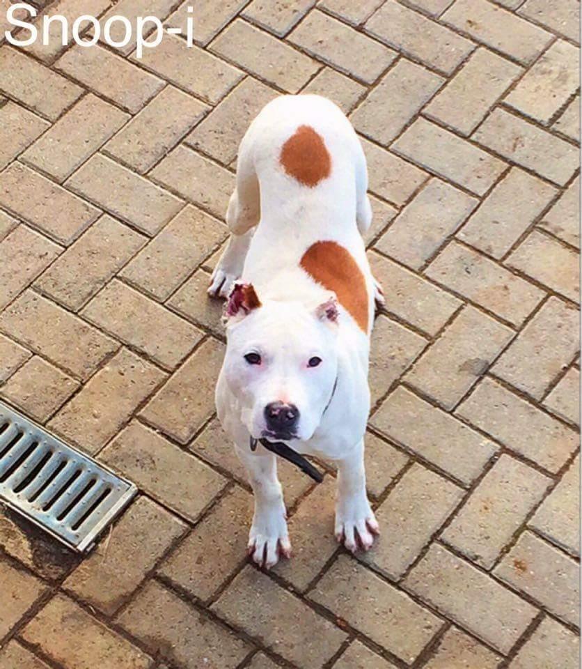 Pitbull