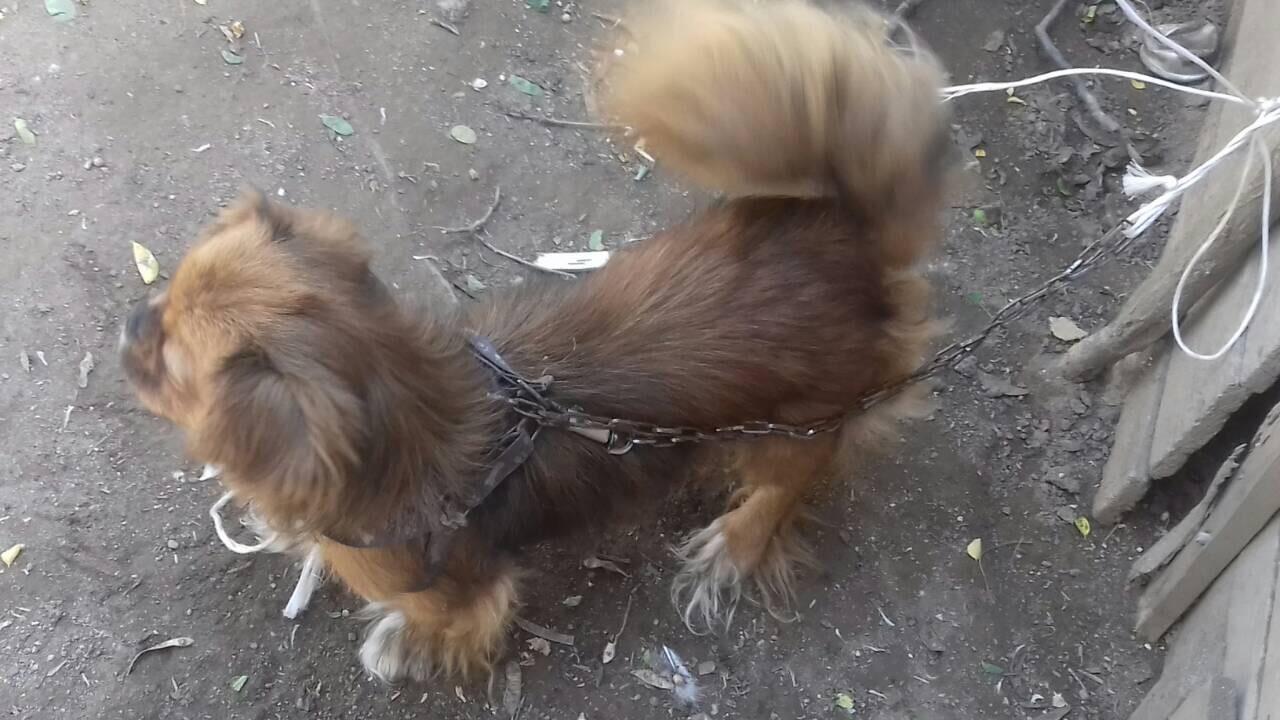 bubic