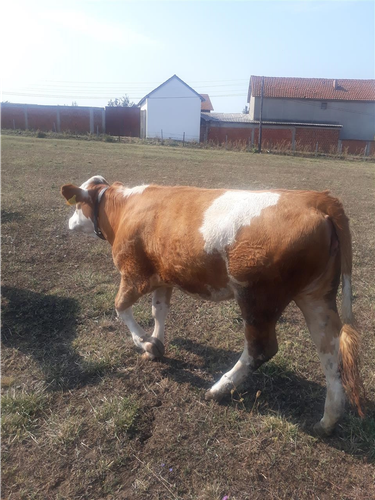 Mshtjerra