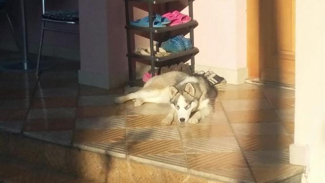 Haski