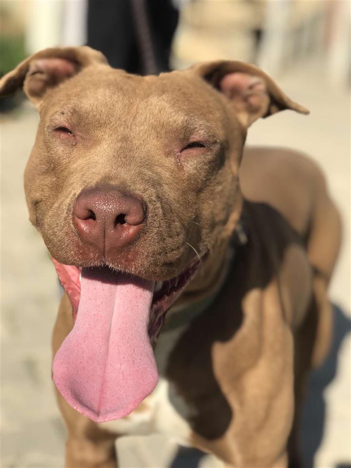 Pitbull