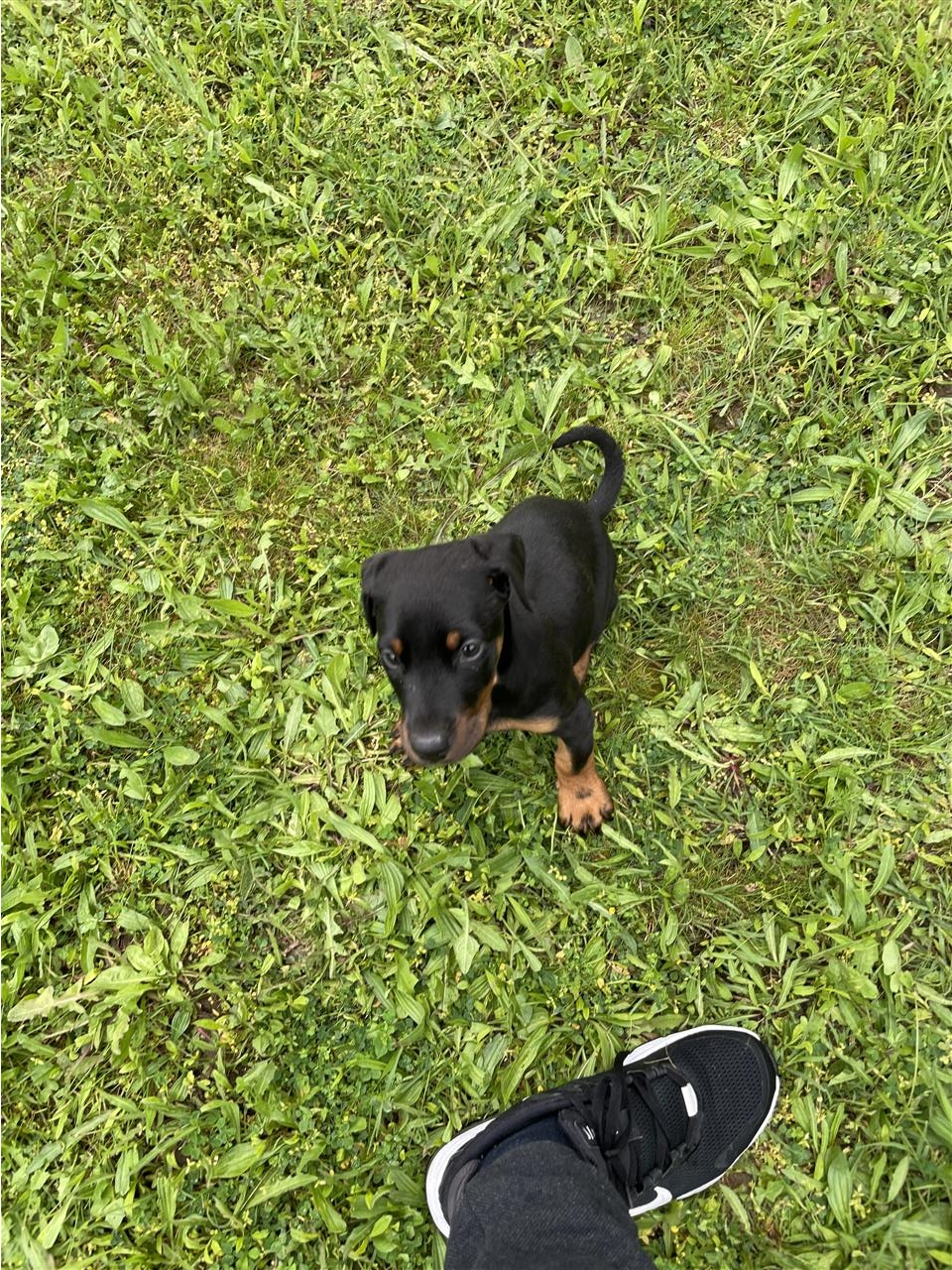 Doberman