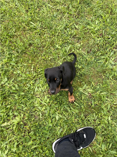 Doberman