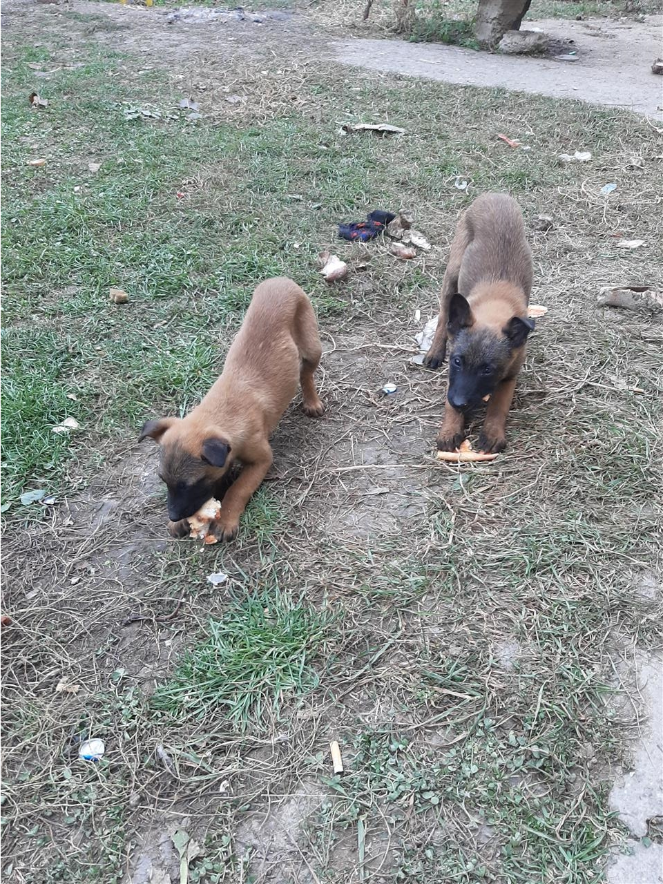 Belgian-malinois