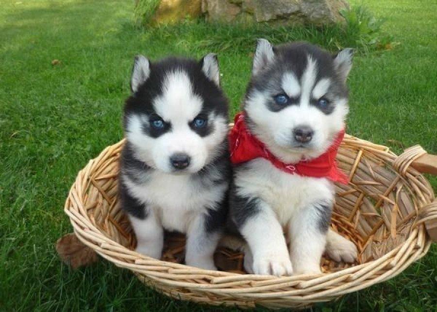 HUSKY