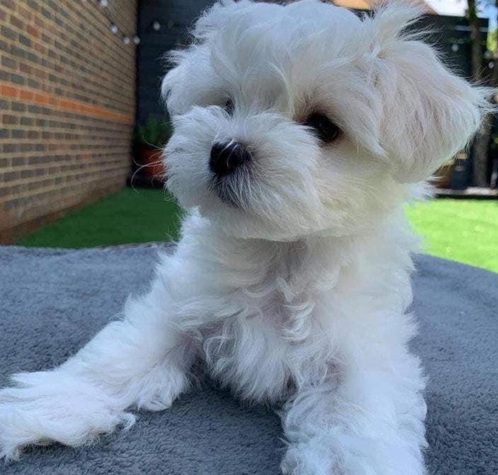 Maltezer