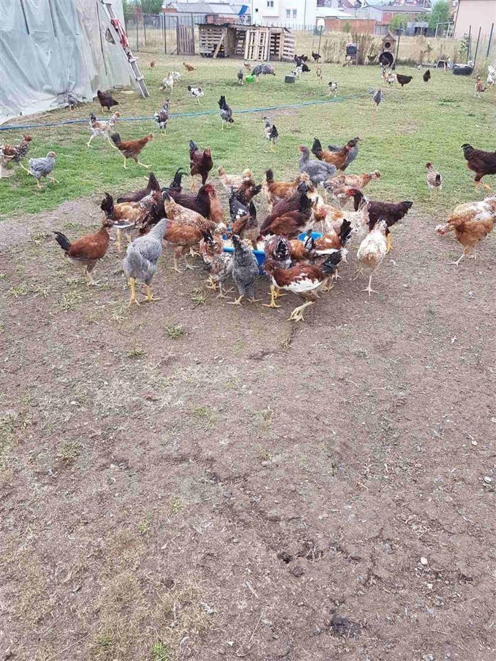 Shiten-