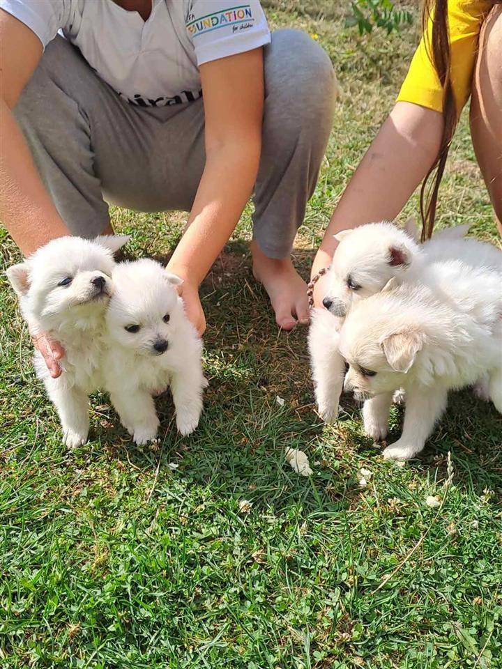 Spitz-gjerman-