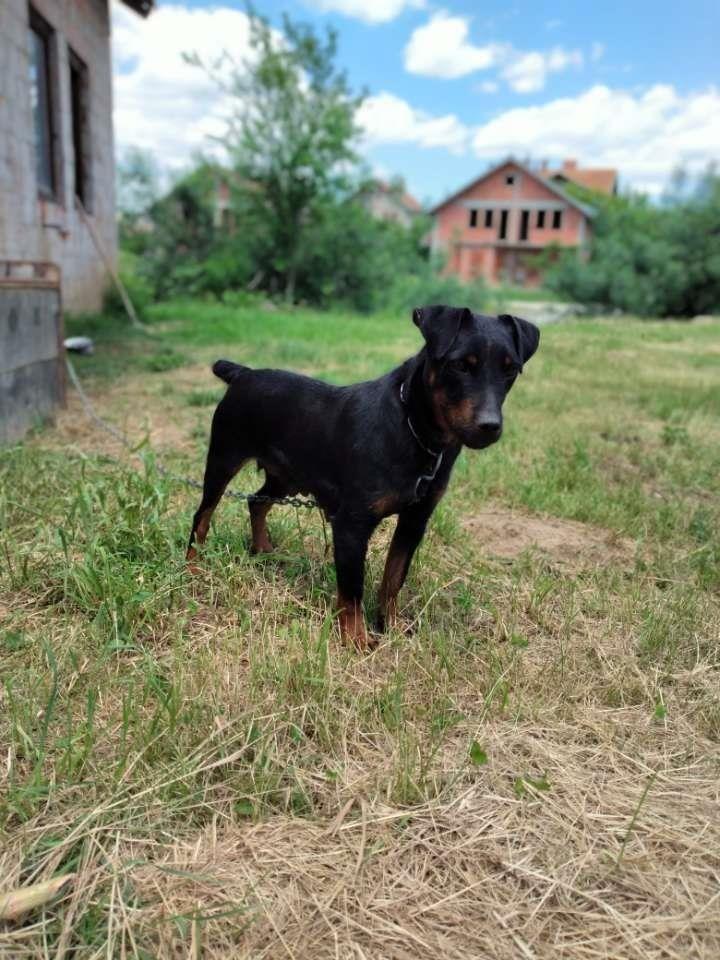 Terrier