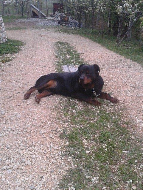 Qen-rottwailer