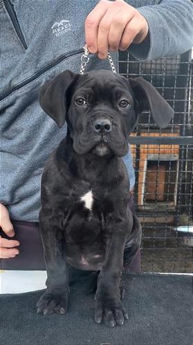Cane Corso