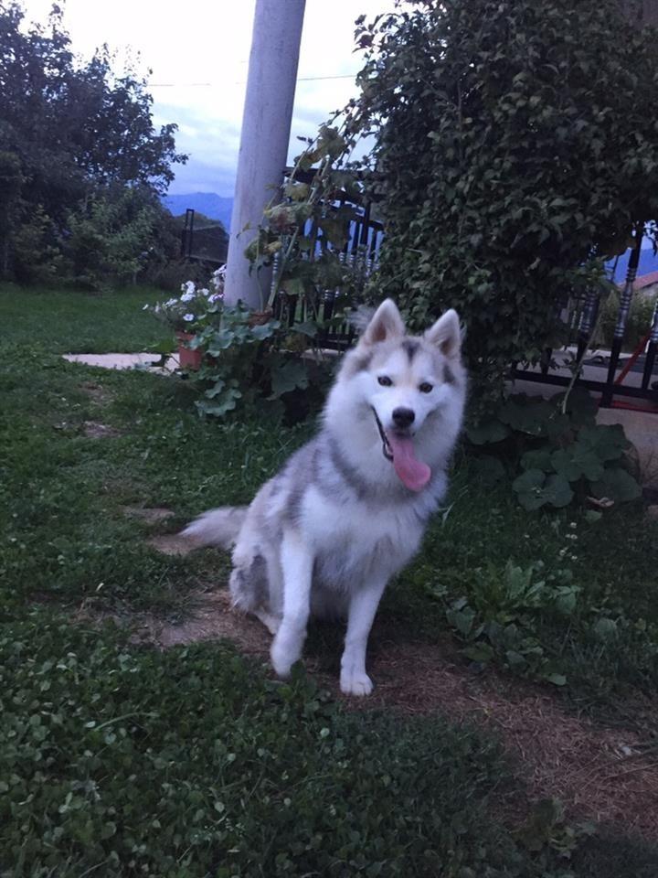 Hasky