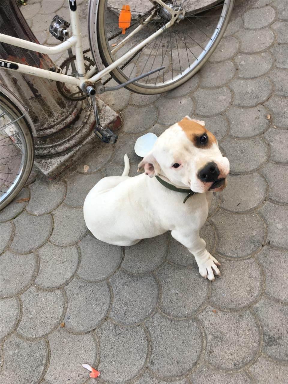 Pitbull