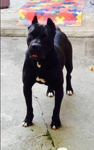 Pitbull