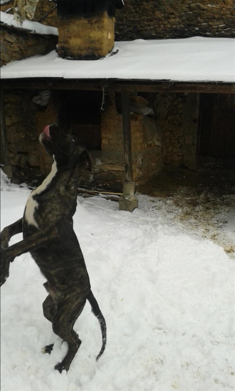 pitbull
