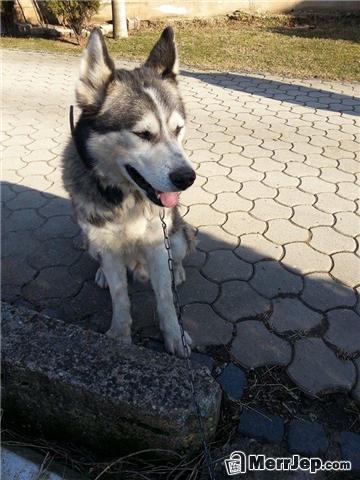Husky