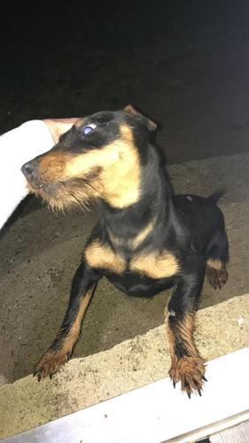 Terrier